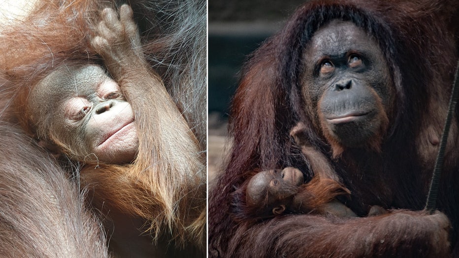 chester zoo orangutan baby storyful