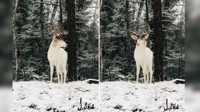 Albino buck photographed in snow-covered backyard in Wisconsin