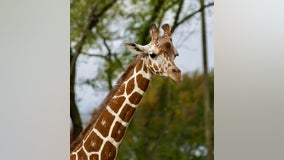 Detroit zoo welcomes 2-year-old Zara, a new giraffe from Illinois