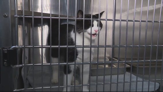 Veteran, police officer donates life savings to help Oakland County animals