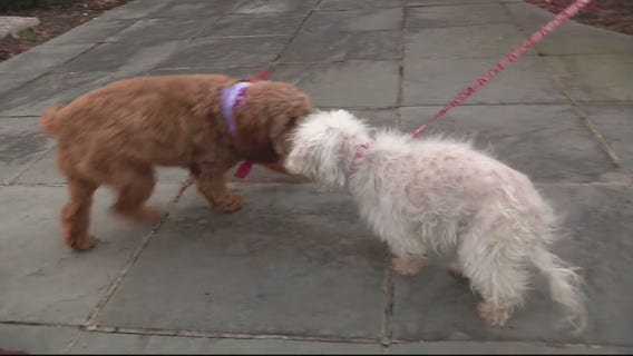 Blind lost dog gets found by puppy in West Bloomfield