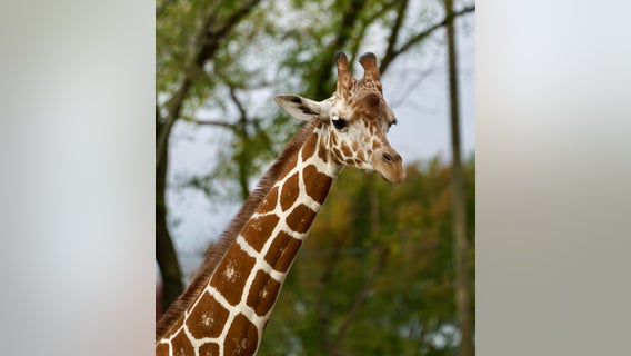 Detroit zoo welcomes 2-year-old Zara, a new giraffe from Illinois