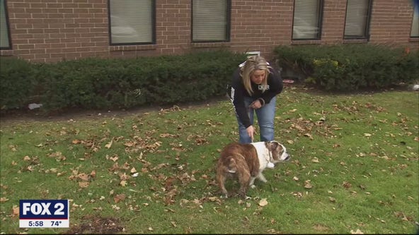 Detroit Dog Rescue Raising money for new headquarters