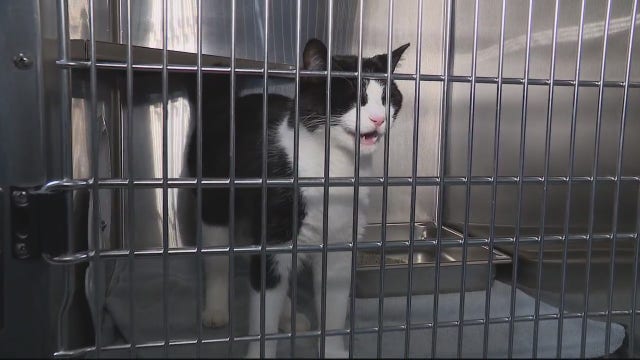 Veteran, police officer donates life savings to help Oakland County animals