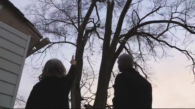 Woman says branch from dying tree on next-door Detroit Land Bank house lot hit her home, and is a danger