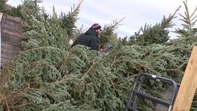 Christmas tree cutting during the COVID-19 pandemic