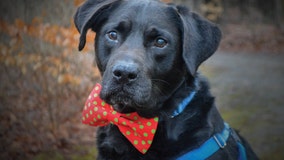 10-year-old dog adopted after spending 1,134 days in shelter