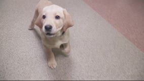 New program allows healthcare workers to take a puppy home for the weekend