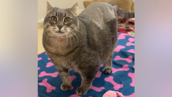 Chonky cat Buffy at Michigan Humane is 'sweet, affectionate and lazy'