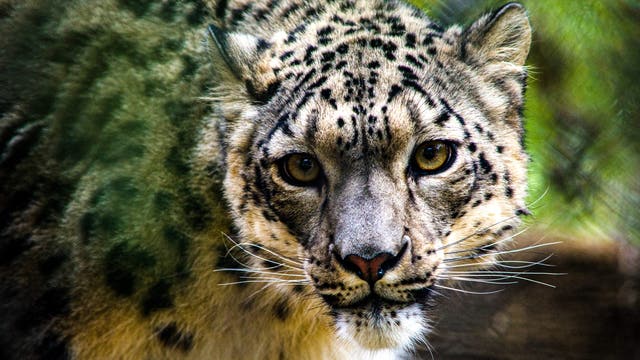 Snow leopard at Louisville Zoo tests positive for coronavirus; test results pending for 2 others