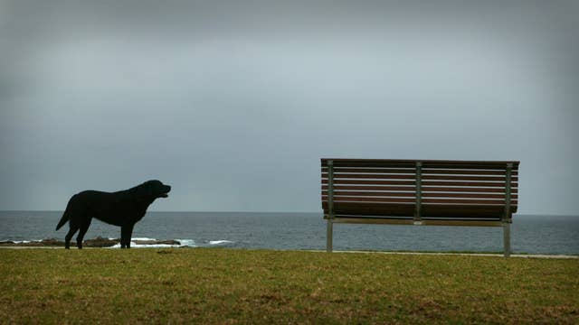 Dog returns to Michigan family after missing for 3 years