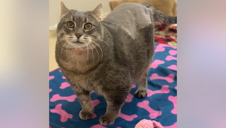 Chonky cat Buffy at Michigan Humane is 'sweet, affectionate and lazy'