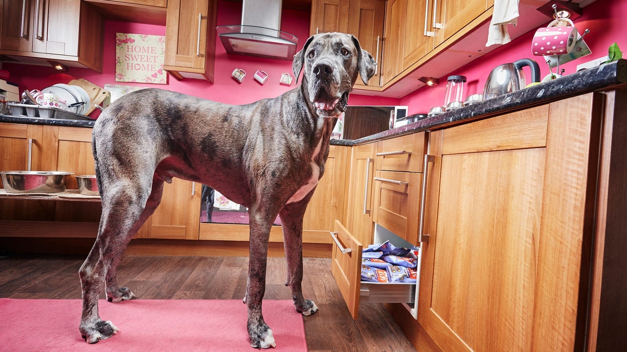 Tallest best sale great dane