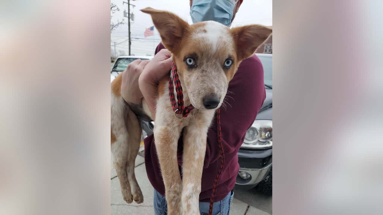 Shelby Woman That Repeatedly Threw Her Puppy In The Clinton River Sentenced Shelby Woman That Repeatedly Threw Her Puppy In The Clinton River Sentenced