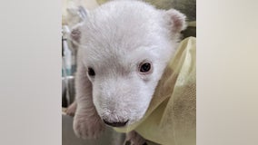 Two Polar Bear Cubs Born at the Detroit Zoo