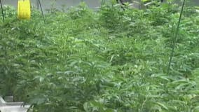 Shelby Township ordinances crack down on medical marijuana, moving them out of neighborhoods