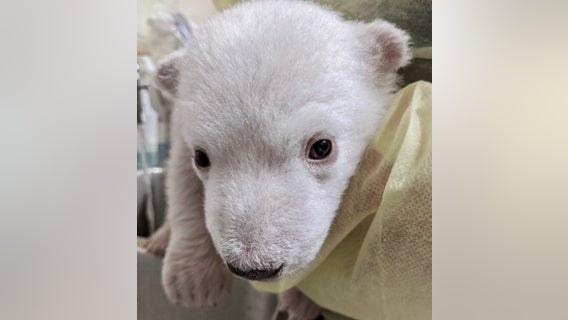 Two Polar Bear Cubs Born at the Detroit Zoo