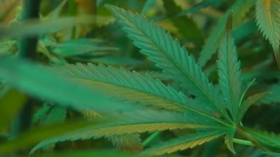 West Bloomfield residents want township to keep grow house owners from posing as medical caregivers