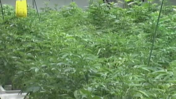 Shelby Township ordinances crack down on medical marijuana, moving them out of neighborhoods