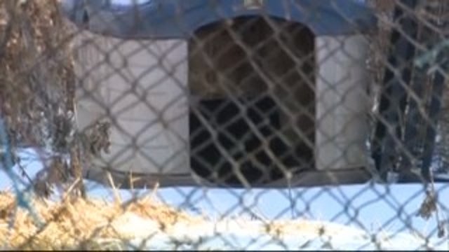 5-year-old boy attacked by man's dogs as he was feeding them in Detroit