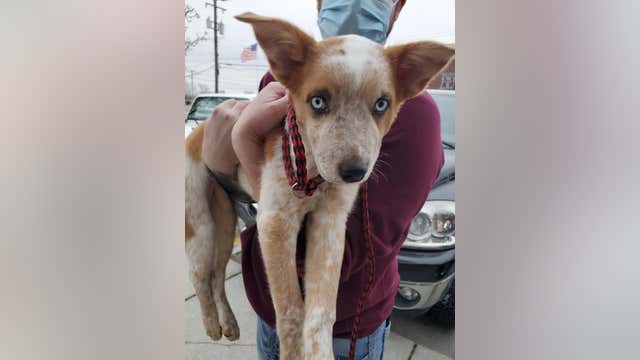 Puppy nearly thrown into river, saved by Detroit Pit Crew Dog Rescue after lifetime of abuse