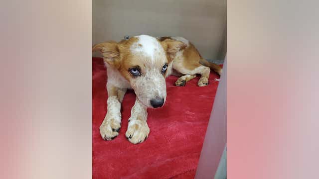 Macomb County prosecutor defends charging decision for woman who abused puppy