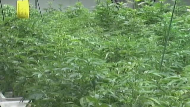 Shelby Township ordinances crack down on medical marijuana, moving them out of neighborhoods