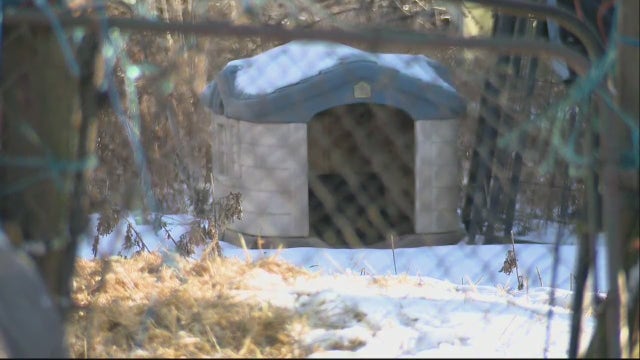 5-year-old mauled by dogs on Detroit's west side, adult also injured