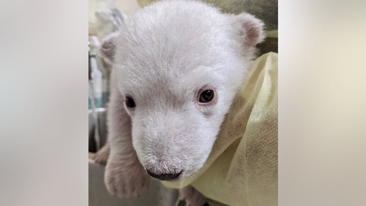 Two Polar Bear Cubs Born at the Detroit Zoo - Vimarsana News