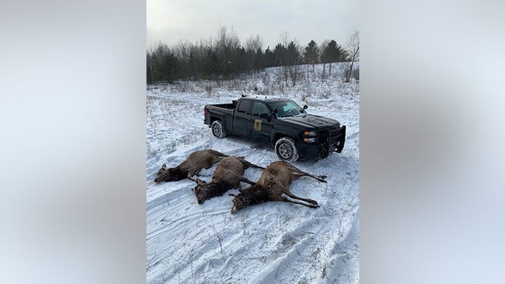 Three relatives charged with poaching elk in northern Michigan state forest - Vimarsana News