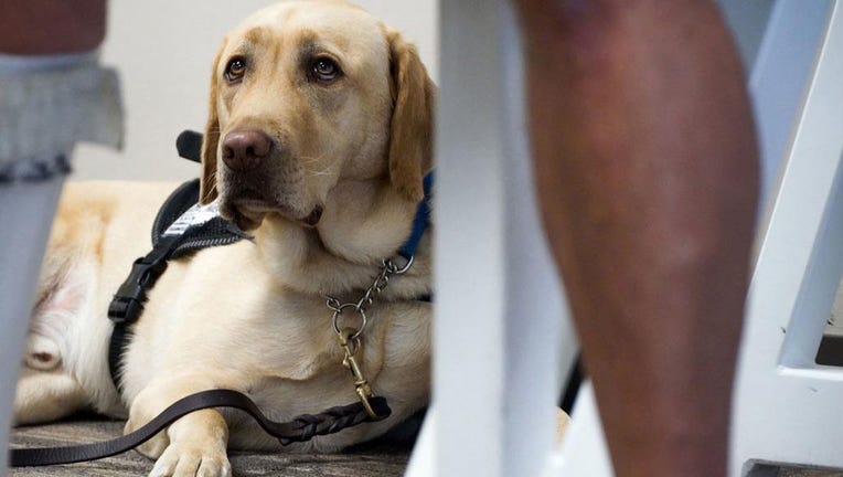 A service dog is pictured in an undated file image. (Shelly Yang/Kansas City Star/Tribune News Service via Getty Images)