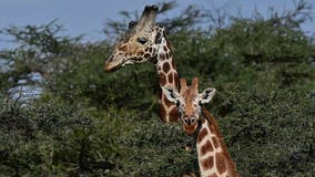 2 giraffes electrocuted after walking into power lines at Kenya park