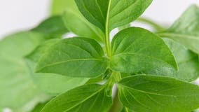 Fresh basil recalled over cyclospora concerns, FDA says