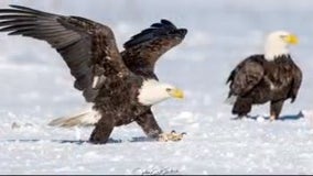 Northern Michigan man feeds bald eagles with deer roadkill - and gets spectacular photos