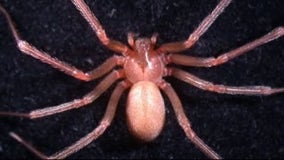 3 Mediterranean recluse spiders found in U-M library