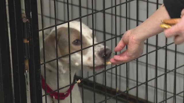 Detroit Dog Rescue hits 10-year mark of helping communities, animals in need