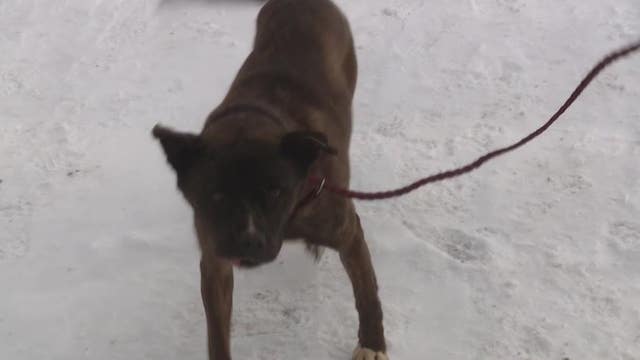 Dog abandoned saved from basement of dilapidated Detroit house just before winter storm