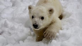 Detroit Zoo provides adorable polar bear cub update