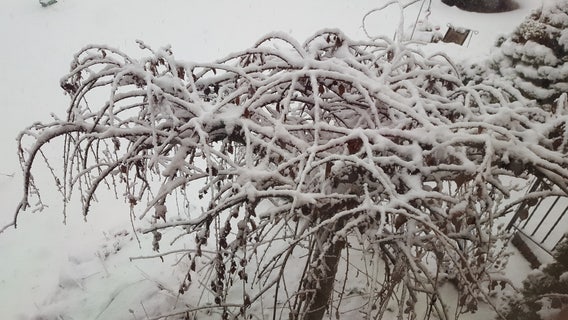 Will March come in like a lion or lamb? Michigan statistics suggest we roar!