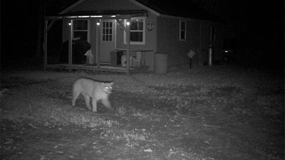 The Michigan DNR has verified 65 reports of cougars in the state