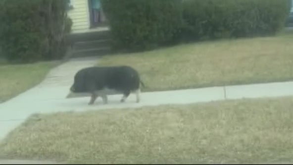 Pig takes stroll down Detroit street