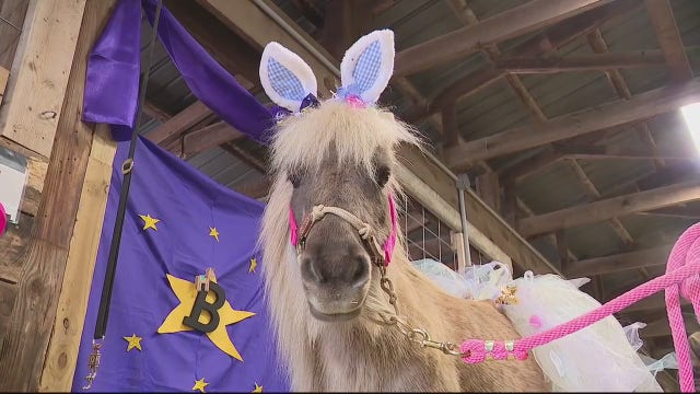 Michigan mini horse could be next Cadbury Bunny -- Here’s how to vote for her