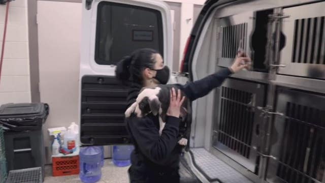 17 puppies rescued by Michigan Humane from overwhelmed owner