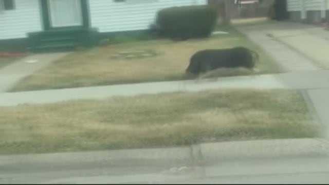 ‘Go get your pig’: Pig caught on camera running down Detroit street