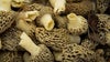 Morels in Michigan: What to know as you hunt for mushrooms this spring