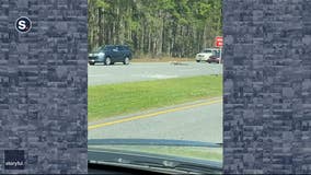 Driver narrowly avoids running over gator crossing South Carolina highway