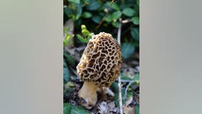 Michigan morel map: Where to find mushrooms in The Mitten