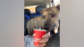 Doggy Day Out: Spend a day with a Dearborn shelter dog