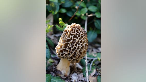 Michigan morel map: Where to find mushrooms in The Mitten
