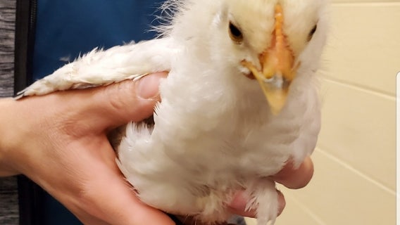 Chicken found crossing the road in Livonia; Animal control seeks owner